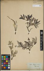 Foto von Salix lapponum L.